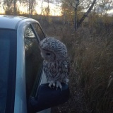 Сова неясыть - 3.jpg